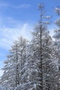 Japanese larches covered with snow Royalty Free Stock Photo