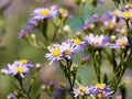 Japanese lautureana asters in bloom 1