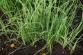 Japanese leek Japanese green onion cultivation in a vegetable garden.