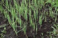 Japanese leek Japanese green onion cultivation in a vegetable garden.