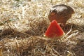 Japanese legend quail refreshes itself on a watermelon during great heat