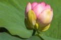 A Japanese Lotus Flower Standing in the Late Summer Sun