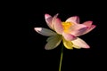 Japanese Lotus Flower Warmed by the Sun