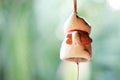 Japanese lucky cat doll is hanging on the window Royalty Free Stock Photo