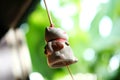 Japanese lucky cat doll hanging on the window Royalty Free Stock Photo