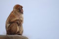 Japanese macaque Royalty Free Stock Photo