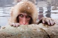 Japanese Macaque