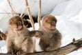 Japanese Macaque Royalty Free Stock Photo