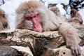 Japanese Macaque Royalty Free Stock Photo