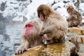 Japanese Macaque Royalty Free Stock Photo