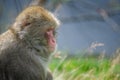 An adult Japanese macaque portrait