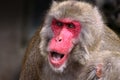 Japanese Macaque Royalty Free Stock Photo