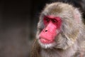 Japanese Macaque Royalty Free Stock Photo