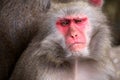 Japanese Macaque