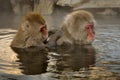 Japanese macaque