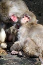 Japanese Macaque