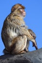 Japanese macaque Royalty Free Stock Photo