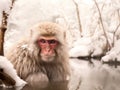 Japanese macaque