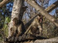 Japanese macaque ape monkey close up Royalty Free Stock Photo