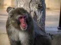 Japanese macaque ape monkey close up Royalty Free Stock Photo