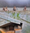 Japanese Macaque in ARTIS Royalty Free Stock Photo