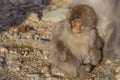 Japanese Macaque Baby Asleep at Mother`s Feet