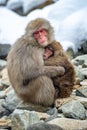 Japanese macaque breastfeeding a cub. Closeup portrait. Royalty Free Stock Photo