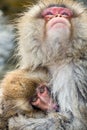 Japanese macaque breastfeeding a cub. Closeup portrait. Japanese macaque, Scientific name: Macaca fuscata, also known as the snow Royalty Free Stock Photo