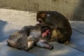 Japanese macaque couple grooming each other in closeup, typical social primate behavior, tropical monkey specie from Japan