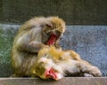 Japanese macaque couple grooming, typical social primate behavior, tropical monkeys from Japan