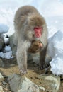 Japanese macaque and cub near the natural hot springs. The Japanese macaque ( Scientific name: Macaca fuscata), also known as the Royalty Free Stock Photo