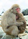 Japanese macaque and cub near the natural hot springs. The Japanese macaque ( Scientific name: Macaca fuscata), also known as the Royalty Free Stock Photo