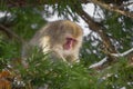 Japanese Macaque Foraging in Tree Royalty Free Stock Photo