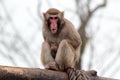 Japanese macaque grimaces with his tongue out