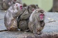 Japanese macaque group monkey portrait at the zoo