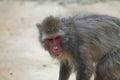 Japanese macaque hangin out been there selfs