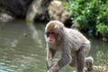 Japanese macaque hangin out been there selfs