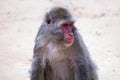 Japanese macaque hangin out been there selfs