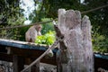 Japanese macaque holding a leaf Royalty Free Stock Photo