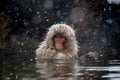 Japanese Macaque in a hot spring in a snowstorm Royalty Free Stock Photo