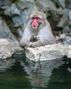 Japanese macaque at the hot springs Royalty Free Stock Photo