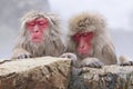 Japanese Macaque, Japanse makaak, Macaca fuscata Royalty Free Stock Photo