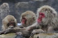 Japanese Macaque, Japanse makaak, Macaca fuscata Royalty Free Stock Photo