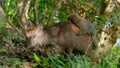 Japanese macaque joyride the Wild spotted sika deer