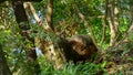 Japanese macaque joyride the Wild spotted sika deer