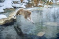 Japanese macaque in jump through a natural hot spring. Royalty Free Stock Photo