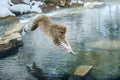 Japanese macaque in jump through a natural hot spring. Royalty Free Stock Photo