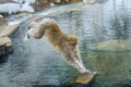 Japanese macaque in jump through a natural hot spring. Royalty Free Stock Photo