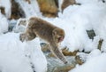 Japanese macaque in jump. Macaque jumps. Natural hot spring. Winter season. The Japanese macaque Scientific name: Royalty Free Stock Photo