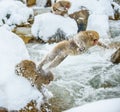 Japanese macaque in jump. Macaque jumps. Natural hot spring. Winter season. The Japanese macaque Scientific name: Royalty Free Stock Photo
